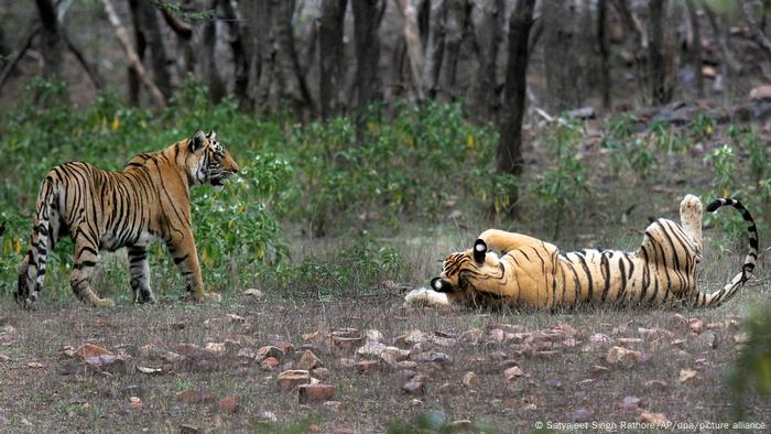 Tigres en el Parque Nacional de Ranthambore, en una imagen de archivo.