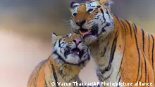 A cub rubs against Collarwali at Pench National Park in the central Indian state of Madhya Pradesh, in 2019. The famous tigress who gave birth to 29 cubs during her lifetime died on Saturday, Jan. 15, 2022. (AP Photo/Varun Thakkar)
