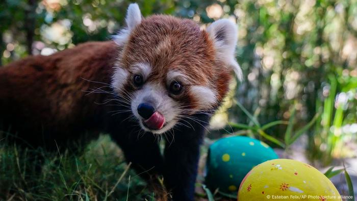 Huevos de Pascua en el zoo