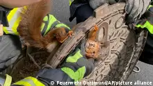 10/04/2023 Firefighters freed a squirrel that was stuck in a manhole cover in Dortmund, Germany, Monday, April 10, 2023. The Dortmund fire department said it was alerted to a distressed squirrel by a pedestrian Monday afternoon, after she spotted its head peering out of a hole in the road. (Feuerwehr Dortmund via AP)