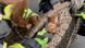 A squirrel stuck in a manhole cover A squirrel stuck in a manhole cover