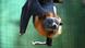 Un murciélago australiano conocido como 'zorro volador'. Un murciélago australiano conocido como 'zorro volador'.