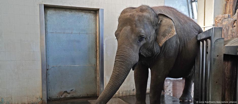 A elefanta Pang Pha descascando uma banana com sua tromba