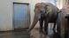 La vaca elefante Pang Pha pela un plátano con su trompa. La vaca elefante Pang Pha pela un plátano con su trompa.