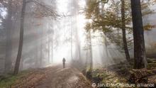 Die Sonne scheint am Nachmittag durch Nebelschwaden im herbstlichen Wald am Großen Feldberg im Taunus.