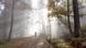 Ein Spaziergänger geht durch einen Wald, Sonne scheint durch Nebelschwaden Ein Spaziergänger geht durch einen Wald, Sonne scheint durch Nebelschwaden