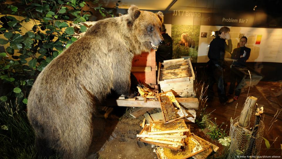 Biggest bear in almost 200 years wanders around German Alps