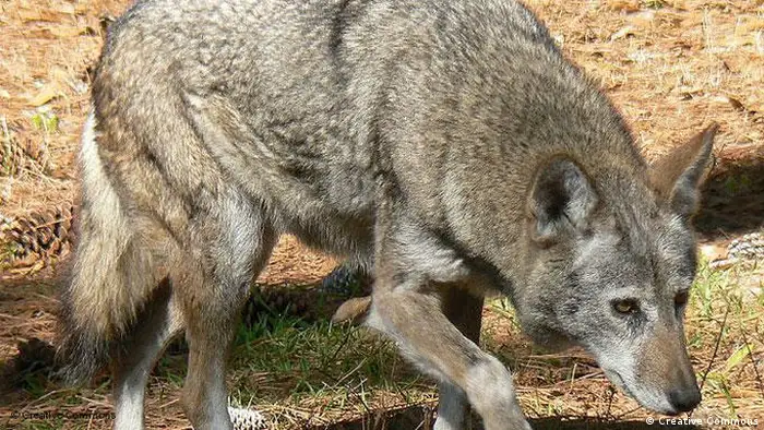 A captive red wolf paces its enclosure