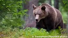 Italy, Cavizzana / Trentino Alto Adige - April 12, 2023 JJ4, the bear that killed Andrea Papi. Confirmed by genetic analysis Gaia JJ4