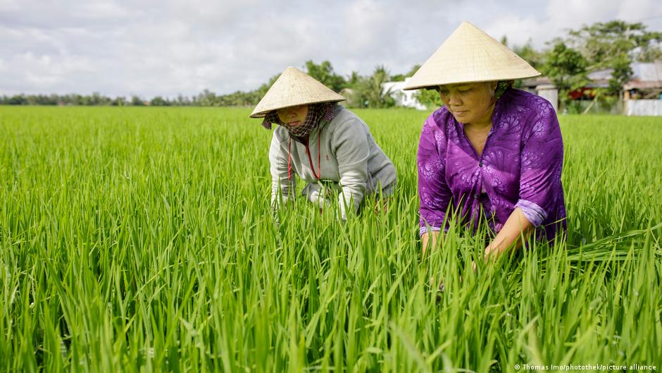 How to stop rice fields producing so much methane – DW – 06/30/2023 - Vimarsana News