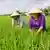Rice farmers in Vinh Hung, Vietnam