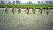 Rice fields in India Rice fields in India