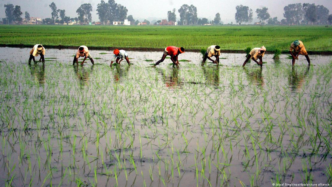  Indian labourers plant paddy seedlings in a field at the village of Suchate Garh near the border to Pakistan