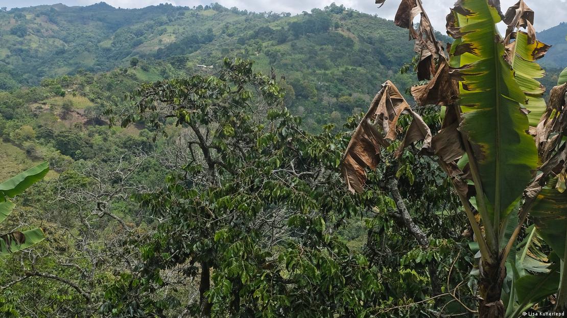 Plantación de café en Colombia. Plantación de café en Colombia.