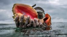 Bahamas: cuando los caracoles marinos escasean en el paraíso