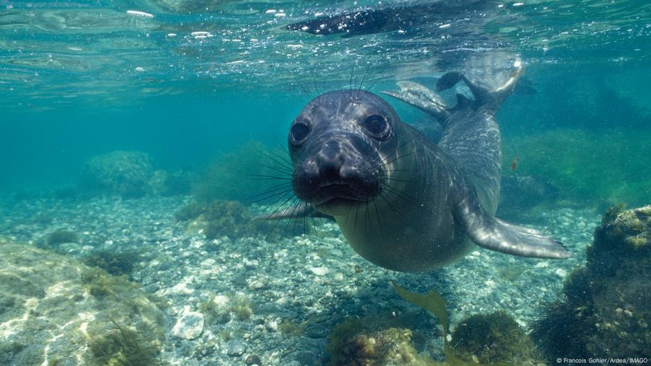 global-ocean-surface-temperatures-reach-record-highs-dw-08-05-2023