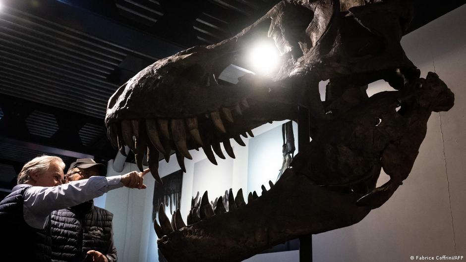 TRIBUTE A FOUR RECORD SET　／　T.REX T. Rex Skull Fetches $6.1 Million at Sotheby's, Far Short of
