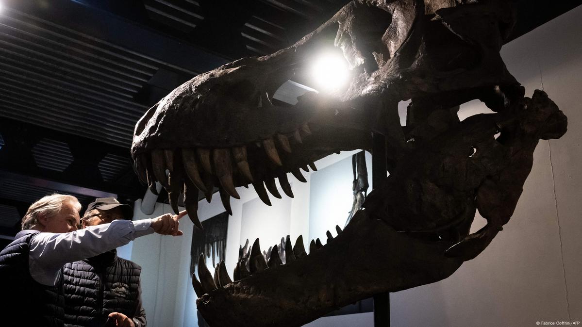 T. Rex Skeleton Sells for More Than $5 Million at Auction, Smart News