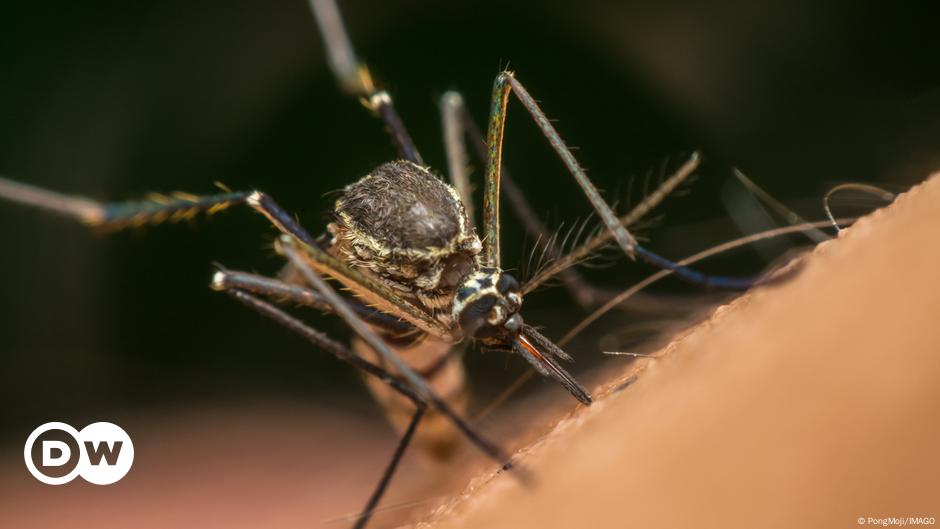 Labor-Mücken bekämpfen Artgenossen, um Menschen zu retten