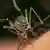 El dengue es transmitido por hembras del mosquito "Aedes aegypti" que, a su vez, se han contagiado al picar a humanos infectados.