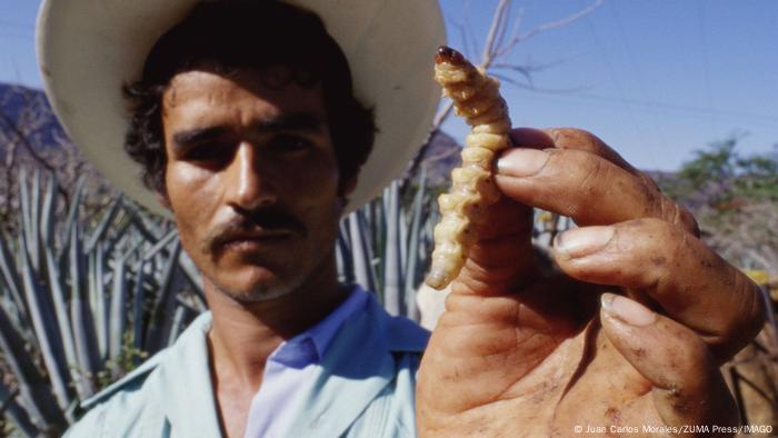 Debido a la recolección intensiva, el número de larvas naturales disminuye drásticamente, afirman los investigadores. 