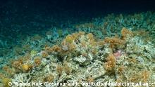 Auf diesem von der Woods Hole Oceanographic Institution zur Verfügung gestellten Bild ist ein neu entdecktes, weitgehend unberührtes Korallenriff zu sehen. (zu dpa «Unberührtes Korallenriff vor Galápagos-Inseln entdeckt») +++ dpa-Bildfunk +++