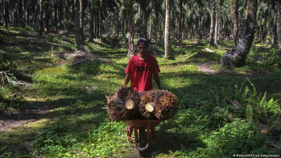 Malaysia, Indonesia seek allies in EU deforestation row – DW – 11/27/2023 - Vimarsana News