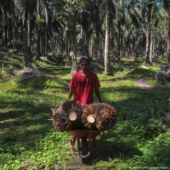 Malaysia, Indonesia seek allies in EU deforestation row – DW – 11/27/2023