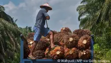 2018***TOPSHOT - This picture taken in Kampar on August 18, 2018 shows a palm oil farmer loading palm oil seeds onto a truck in Kampar, Riau province. - Indonesian palm oil farmer Kawal Surbakti says his livelihood is under attack, but the threat is not from insects or hungry orangutans eating his prized crop. Half a world away, the European Parliament is moving to ban the use of palm oil in biofuels, while British grocer Iceland has announced it will stop using the commodity over concerns that it causes widespread environmental destruction. (Photo by WAHYUDI / AFP) / TO GO WITH Indonesia-Malaysia-EU-environment-food-agriculture, FOCUS by Ridwan Nasution and M. Jegathesan (Photo credit should read WAHYUDI/AFP via Getty Images)