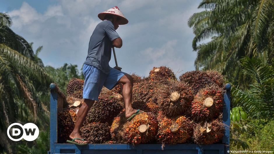 欧盟棕榈油争端导致与马来西亚、印度尼西亚的关系恶化 – DW – 03/18/2024