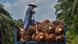 Palm oil farmer loading palm oil seeds onto a truck in Kampar, Riau province Palm oil farmer loading palm oil seeds onto a truck in Kampar, Riau province