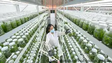 (230215) -- CONGJIANG, Feb. 15, 2023 (Xinhua) -- A worker takes care of seedlings at a tissue culture room of a seedling breeding base in Guandong Township of Congjiang County in Qiandongnan Miao and Dong Autonomous Prefecture, southwest China's Guizhou Province, Feb. 14, 2023. Spring ploughing and seedling raising have started in Qiandongnan Miao and Dong Autonomous Prefecture recently as temperature gradually rises. (Xinhua/Yang Wenbin)