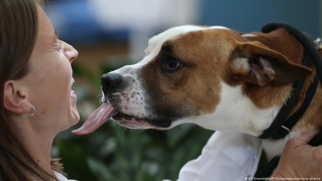 Un perro Boxer/Beagle propina un lenguetazo a su dueña.