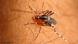 Zoom em mosquito sobre a pele humana Zoom em mosquito sobre a pele humana