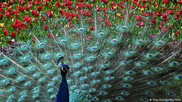 Un majestuoso pavo real muestra su plumaje como parte de un colorido y vibrante ritual de cortejo anual en Holland Park, Londres, Inglaterra. Sin embargo, de dieciocho individuos que había anteriormente solo quedan dos y ninguno es hembra. ¿Costumbre o instinto?