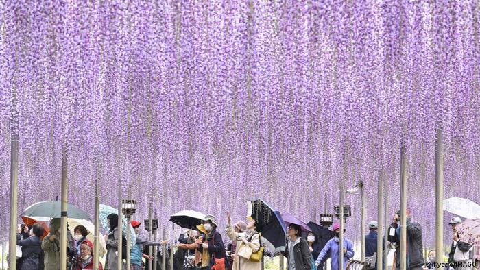 La primavera trae muchos gratos regalos, y entre ellos no escapa el hermoso y colorido espectáculo de las Wisteria (también conocida como glicina), que florecen entre abril y mayo en el Parque de Flores Ashikaga, en Tokio, Japón. Aquí, unos 350 árboles deleitan con tonos violeta, rosado, azul y blanco. ¡Y hay hasta un árbol de 150 años!