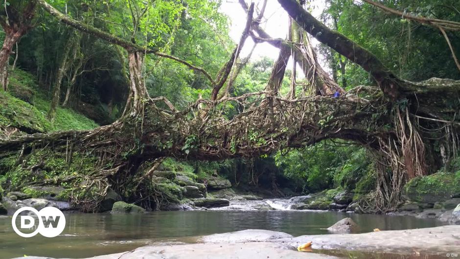 Living Root Bridges In India DW 05 04 2023   65447615 6 