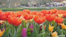 Tulpenblüte in den Niederlanden