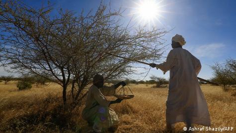 What does Sudan's crisis mean for the gum arabic industry?, Agriculture  News