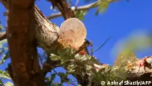 Januar 2023, Demokaya****
Gum arabic sap is pictured on the branch of an acacia tree, in the state-owned Demokaya research forest some 30km east of El-Obeid, the capital city of the central Sudanese wilayet (state) of North Kordofan, on January 9, 2023. - Sudan is among the countries hardest hit by climate change, and in the central Kordofan region, the rise in recorded temperatures is double the world average, according to the UN's Food and Agriculture Organisation. Gum arabic acacia trees are not only tapped to produce valuable sap, but also help farmers relying on increasingly erratic rainfall by boosting moisture for their crops, making the difference between a healthy harvest or failure. (Photo by ASHRAF SHAZLY / AFP)