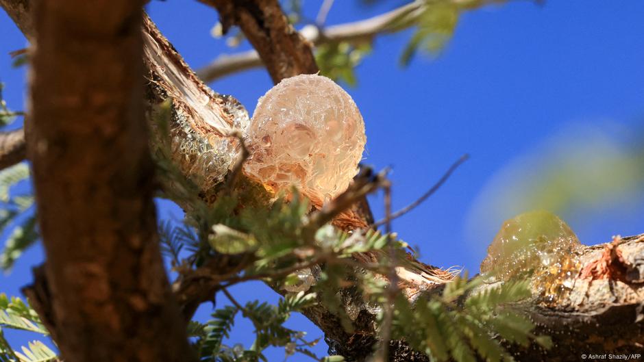 Smola - gumiarabikum, Sudan