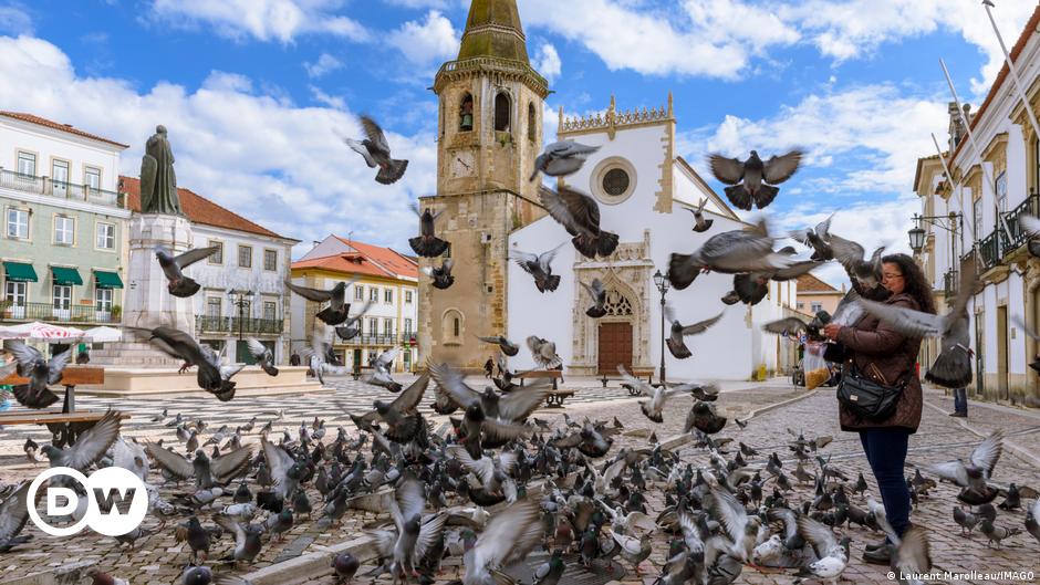 Portugal pigeon dispute leaves four dead