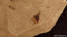 
Das Fossil einer Chilipflanze könnte die Geschichte der Tomaten- oder Kartoffelpflanzen neu schreiben
Rocío Deanna und Abel Campos von der CU Boulder identifizierten dieses Chilischotenfossil in den Sammlungen des CU Boulder Museum of Natural History anhand der einzigartigen Form der Kelchzähne: Stacheln am Ende des Fruchtstiels, die die Schote festhalten
CU Boulder’s Rocío Deanna and Abel Campos identified this chili pepper fossil in the CU Boulder Museum of Natural History collections by the unique shape of its calyx teeth: spikes on the end of the fruiting stem that hold on to the pepper. (Credit: R. Deanna)
via Jose Urrejola
