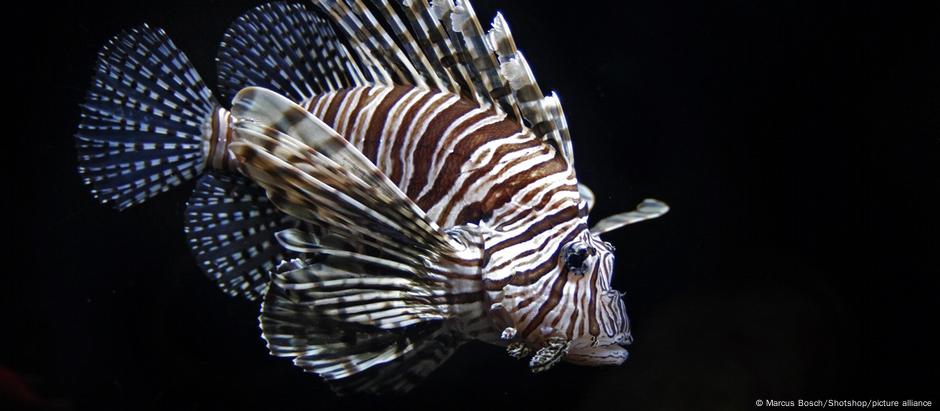 A peçonha do peixe-leão entra no corpo quando a pessoa se espeta nos raios das nadadeiras, que são longos e finos