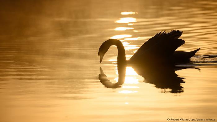Un cisne nada tranquilamente en medio de la niebla que se cierne sobre Moritzburg, una pequeña localidad de Sajonia (Alemania). La tranquilidad matutina del estanque del castillo de la región, antiguo pabellón de caza de los Wettin, se verá pronto ligeramente alterada con la llegada de visitantes. 