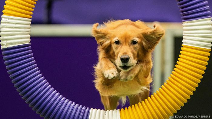 El hermoso golden retriever Shelby luce muy concentrado durante su participación en la competencia de agilidad realizada en el marco del 147 Westminster Kennel Club Dog Show, realizado el sábado en el Billie Jean King National Tennis Center de Nueva York. 