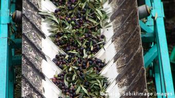 Aceituna en una cinta de transporte.