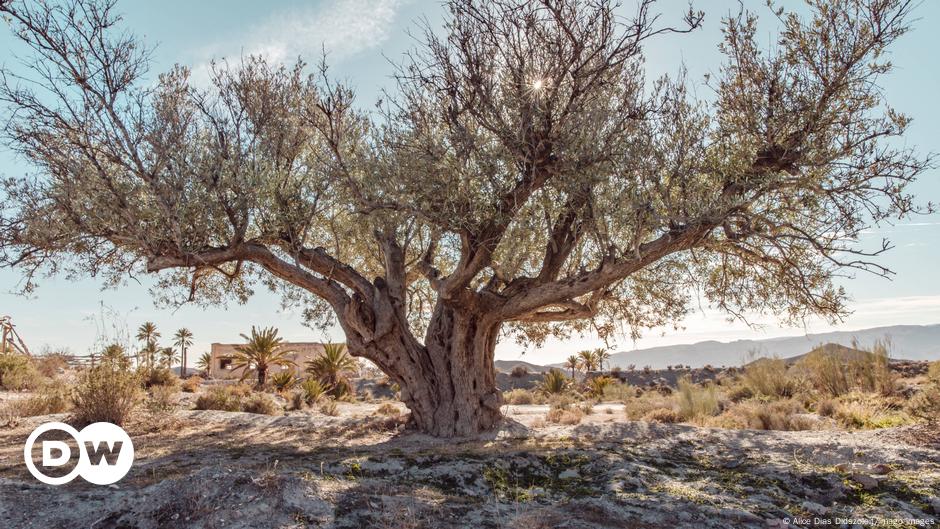 ¿Se ha convertido el aceite de oliva español en un artículo de lujo?  – DW – 08/12/2023