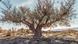 An olive tree in the Tabernas Desert Almeria, the driest region of Europe, in the province of Almeria in Spain An olive tree in the Tabernas Desert Almeria, the driest region of Europe, in the province of Almeria in Spain