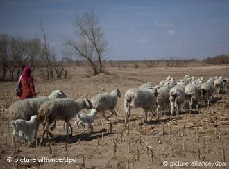 epa02735892 (15/24) A Mongolian ethnic minority herder leads her sheep in search for grazing grounds in Kunlun Qi, in the Inner Mongolia Autonomous Region of China, 24 April 2011. Inner Mongolia, Chinaâ€_s third largest province, is fighting severe desertification, much like the provinces of Xinjiang, Gansu, Qinghai, Ningxia, Shaanxi, Heilongjiang and Hebei. Over-grazing, logging, expanding farms and population pressure, along with droughts have steadily turned once fertile grasslands into sandy plains. China has adopted measures to stop the land degradation such as reforestation, resettling nomadic Mongolians from grasslands to urban areas and restricting grazing areas. Tree planting has become a key government effort to fight desertification.